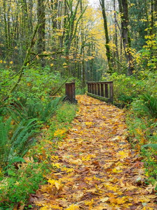 Picture of WA-TIGER MOUNTAIN-LEAF COVERED TRAIL