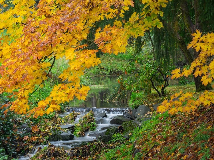 Picture of WA-REDMOND-STREAM AND AUTUMN COLOR