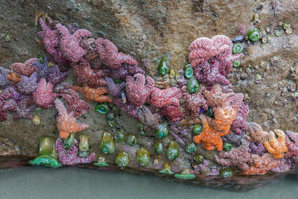 Picture of WA-OLYMPIC NATIONAL PARK-SECOND BEACH-OCHRE SEAR STARS AND GIANT GREEN ANEMONES