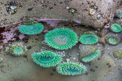 Picture of WA-OLYMPIC NATIONAL PARK-SECOND BEACH-GIANT GREEN ANEMONES