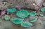 Picture of WA-OLYMPIC NATIONAL PARK-SECOND BEACH-GIANT GREEN ANEMONES