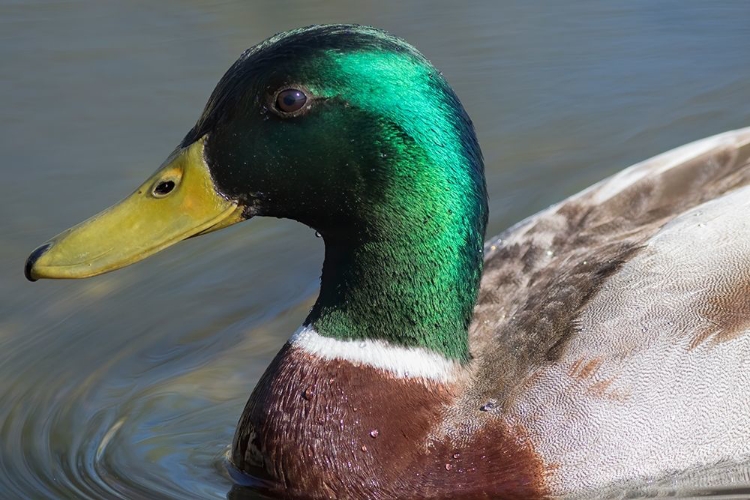 Picture of WASHINGTON STATE-REDMOND-LAKE SAMMAMISH MALE MALLARD DUCK