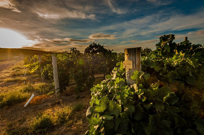Picture of MORNING LIGHT ON ROWS OF MERLOT