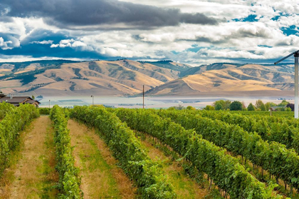 Picture of WASHINGTON STATE-WALLA WALLA PEPPER BRIDGE VINEYARD WITH BLUE MOUNTAINS IN THE BACKGROUND