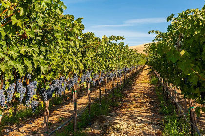 Picture of WASHINGTON STATE-RED MOUNTAIN A ROW OF CABERNET SAUVIGNON GRAPES IN A VINEYARD IN YAKIMA VALLEY