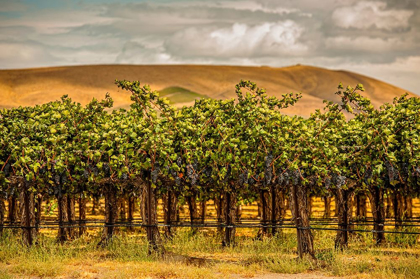 Picture of WASHINGTON STATE-RED MOUNTAIN CABERNET SAUVIGNON 