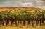 Picture of WASHINGTON STATE-RED MOUNTAIN CABERNET SAUVIGNON 