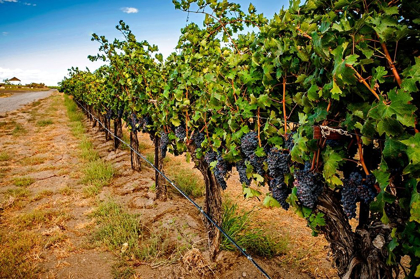 Picture of WASHINGTON STATE-RED MOUNTAIN CABERNET SAUVIGNON IN YAKIMA VALLEY VINEYARD