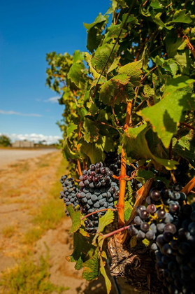 Picture of WASHINGTON STATE-RED MOUNTAIN CABERNET SAUVIGNON IN YAKIMA VALLEY VINEYARD