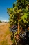 Picture of WASHINGTON STATE-RED MOUNTAIN CABERNET SAUVIGNON IN YAKIMA VALLEY VINEYARD
