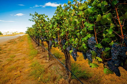Picture of WASHINGTON STATE-RED MOUNTAIN CABERNET SAUVIGNON IN YAKIMA VALLEY VINEYARD
