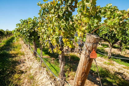 Picture of WASHINGTON STATE-COLUMBIA VALLEY OLD VINE CABERNET AT GAMACHE VINEYARD