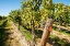 Picture of WASHINGTON STATE-COLUMBIA VALLEY OLD VINE CABERNET AT GAMACHE VINEYARD
