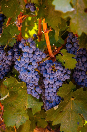 Picture of WASHINGTON STATE-WALLA WALLA CLUSTERS OF CABERNET SAUVIGNON GATHER SUNLIGHT HOURS BEFORE HARVEST