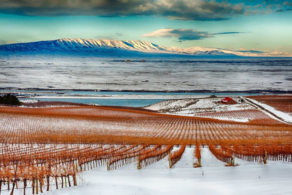 Picture of WASHINGTON STATE-PASCO WINTER ON SAGEMOOR VINEYARD WITH THE COLUMBIA RIVER