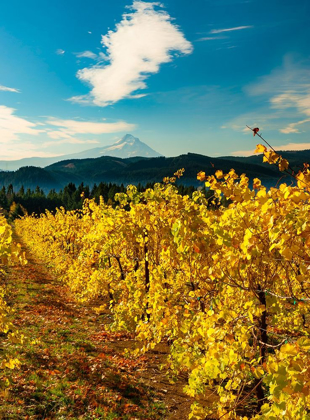 Picture of MORNING LIGHT ON THE CHANGING FALL COLORS OF A COLUMBIA RIVER GORGE VINEYARD WITH MT HOOD