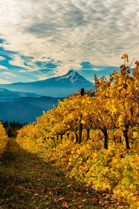 Picture of MORNING LIGHT ON THE CHANGING FALL COLORS OF A COLUMBIA RIVER GORGE VINEYARD