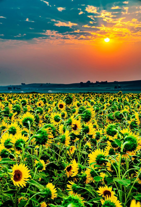 Picture of WASHINGTON STATE-PASCO MISTY DAWN MORNING ON A SUNFLOWER FIELDIN CENTRAL WASHINGTON