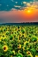 Picture of WASHINGTON STATE-PASCO MISTY DAWN MORNING ON A SUNFLOWER FIELDIN CENTRAL WASHINGTON