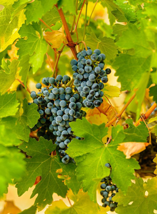 Picture of WASHINGTON STATE-RED MOUNTAIN CLUSTERS OF SYRAH GRAPES IN YAKIMA VALLEY VINEYARD