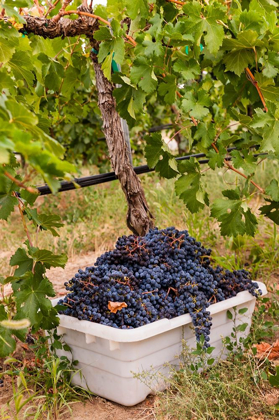 Picture of WASHINGTON STATE-PASCO A BIN OF MERLOT GRAPES AT HARVEST