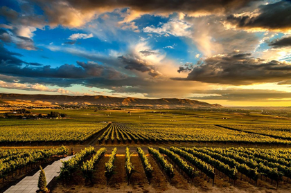Picture of WASHINGTON STATE-RED MOUNTAIN RED MOUNTAIN VINEYARDS AT DUSK WITH DRAMATIC SKY