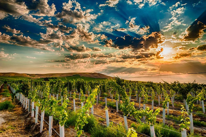 Picture of WASHINGTON STATE-YAKIMA VALLEY SUNRISE ON A RED MOUNTAIN VINEYARD