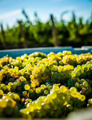 Picture of WASHINGTON STATE-RED MOUNTAIN BIN OF SAUVIGNON BLANC GRAPES FROM QUINTESSENCE VINEYARD AT HARVEST