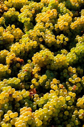 Picture of WASHINGTON STATE-RED MOUNTAIN BIN OF SAUVIGNON BLANC GRAPES FROM QUINTESSENCE VINEYARD AT HARVEST