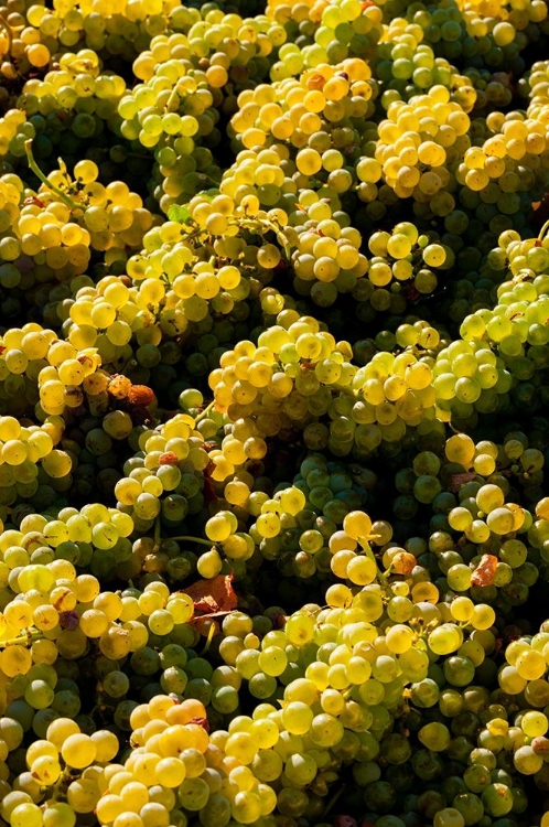Picture of WASHINGTON STATE-RED MOUNTAIN BIN OF SAUVIGNON BLANC GRAPES FROM QUINTESSENCE VINEYARD AT HARVEST