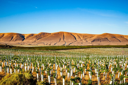 Picture of WASHINGTON STATE-RED MOUNTAIN NEW VINE PLANTING IN A VINEYARD ON RED MOUNTAIN