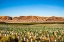 Picture of WASHINGTON STATE-RED MOUNTAIN NEW VINE PLANTING IN A VINEYARD ON RED MOUNTAIN