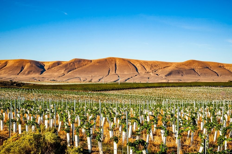 Picture of WASHINGTON STATE-RED MOUNTAIN NEW VINE PLANTING IN A VINEYARD ON RED MOUNTAIN