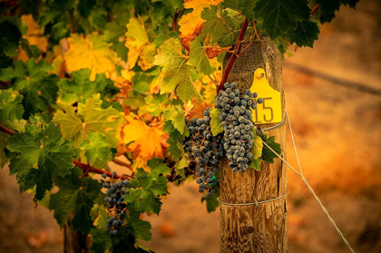 Picture of WASHINGTON STATE-RED MOUNTAIN CABERNET SAUVIGNON GRAPES AND FALL COLORS ON THE VINE LEAVES