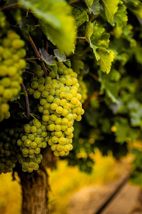 Picture of WASHINGTON STATE-PASCO CLUSTERS OF SAUVIGNON BLANC GRAPES