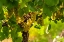 Picture of WASHINGTON STATE-PASCO CLUSTERS OF SAUVIGNON BLANC GRAPES