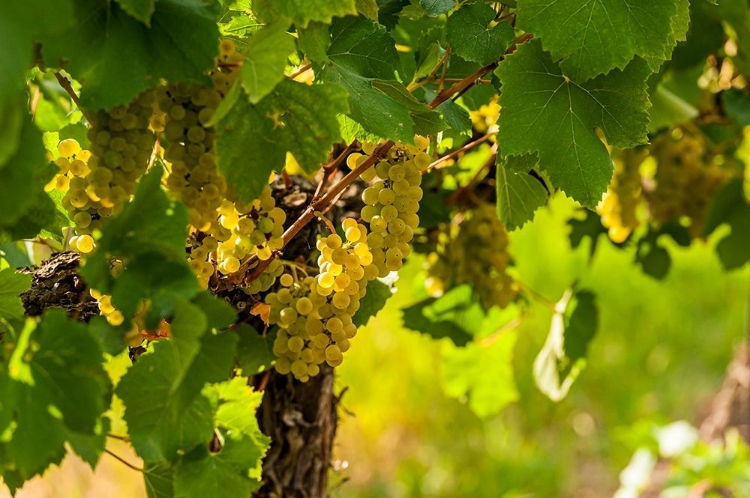 Picture of WASHINGTON STATE-PASCO CLUSTERS OF SAUVIGNON BLANC GRAPES