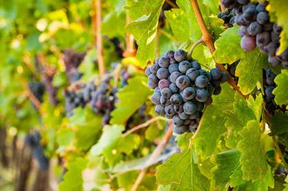 Picture of WASHINGTON STATE-YAKIMA VALLEY CLUSTERS OF GRENACHE GRAPES IN A YAKIMA VALLEY VINEYARD