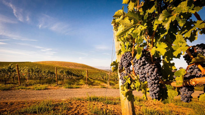 Picture of WASHINGTON STATE-YAKIMA VALLEY CLUSTERS OF CABERNET SAUVIGNON AT YAKIMA VALLEY VINEYARD
