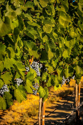 Picture of WASHINGTON STATE-ZILLAH HARVEST OF ROWS OF CABERNET SAUVIGNON IN A YAKIMA VALLEY VINEYARD