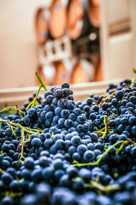 Picture of WASHINGTON STATE-WOODINVILLE CLUSTERS OF CABERNET SAUVIGNON SIT IN BINS IN A WINERY