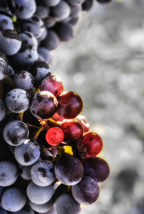 Picture of YAKIMA VALLEY TEMPRANILLO GRAPES IN THE LAST STAGES OF VERAISON-THE RIPENING PROCESS