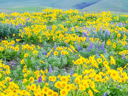 Picture of WASHINGTON STATE-DALLES MOUNTAIN STATE PARK SPRINGTIME BLOOMING LUPINE AND ARROW-LEAF BALSAMROOT