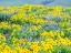 Picture of WASHINGTON STATE-DALLES MOUNTAIN STATE PARK SPRINGTIME BLOOMING LUPINE AND ARROW-LEAF BALSAMROOT