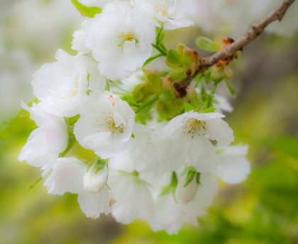 Picture of WASHINGTON STATE-SEATTLE-WASHINGTON ARBORETUM-SPRINGTIME CHERRY BLOOMING