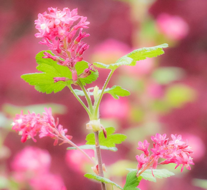 Picture of WASHINGTON STATE-SAMMAMISH-SPRING FLOWERING CURRANT