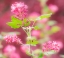 Picture of WASHINGTON STATE-SAMMAMISH-SPRING FLOWERING CURRANT