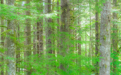 Picture of WASHINGTON STATE HUMP TULIPS HEMLOCK EVERGREEN FOREST