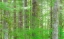 Picture of WASHINGTON STATE HUMP TULIPS HEMLOCK EVERGREEN FOREST