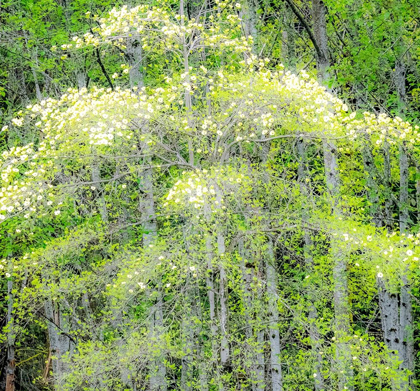 Picture of WASHINGTON STATE-SNOQUALMIE FOREST EDGE IN SPRING WITH DOGWOODS BLOOMING